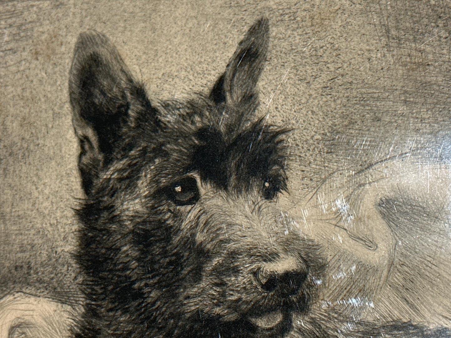 Puppy Pencil Sketch Art | Unframed | Home Decor