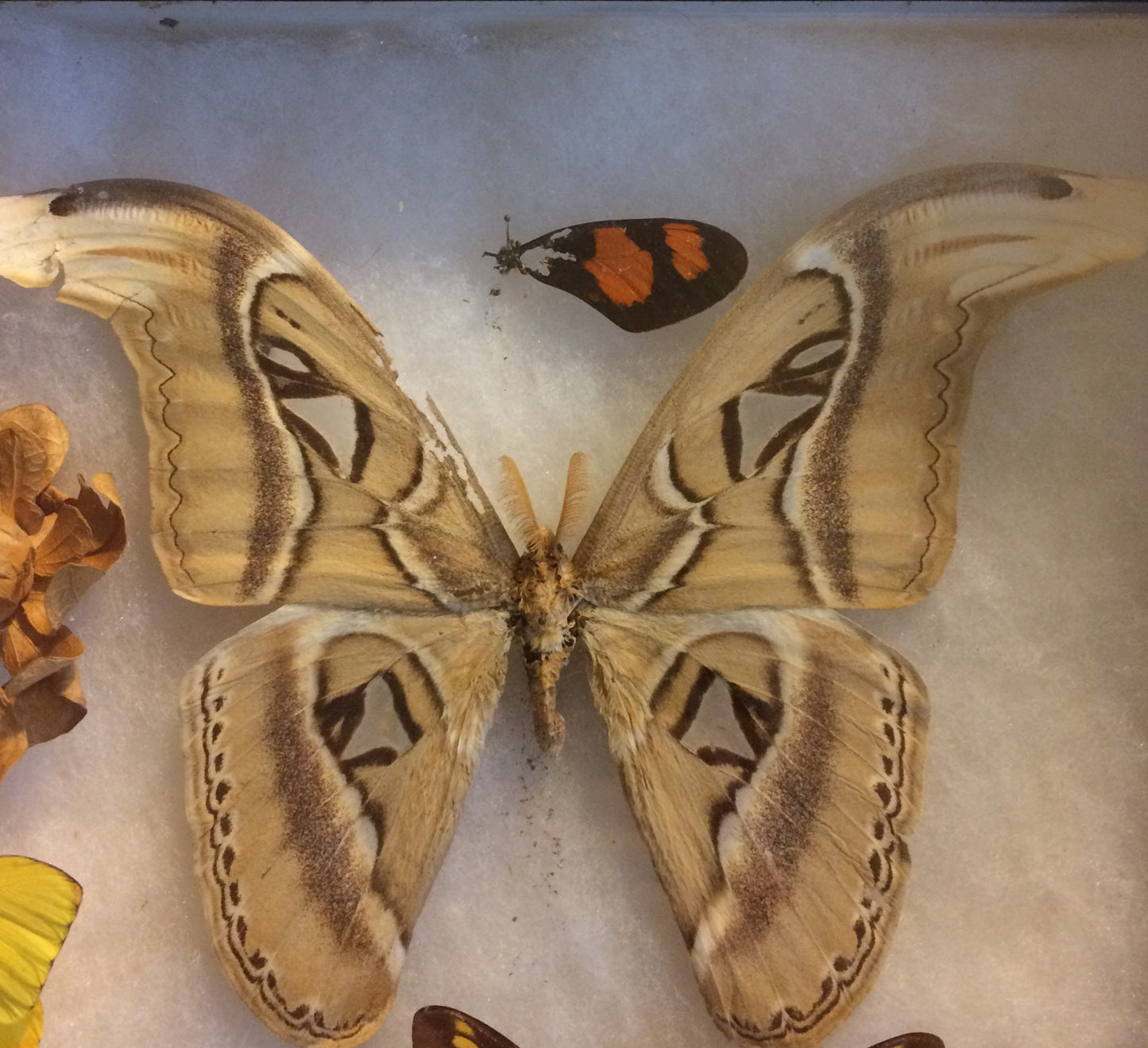 Butterfly Display