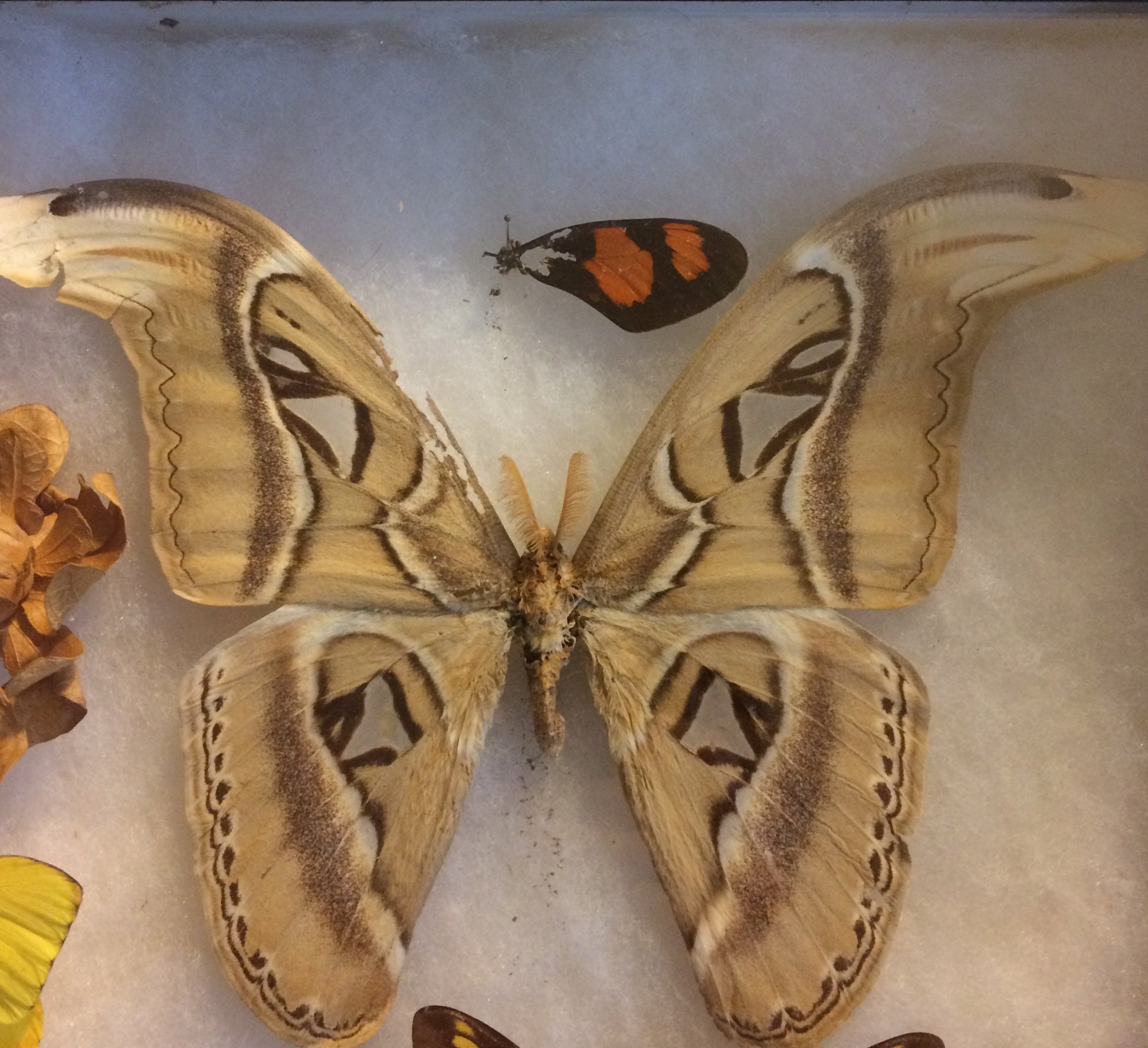 Butterfly Display