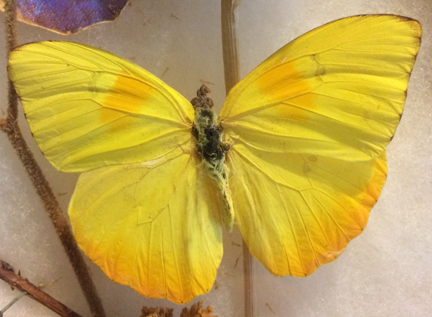 Butterfly Display