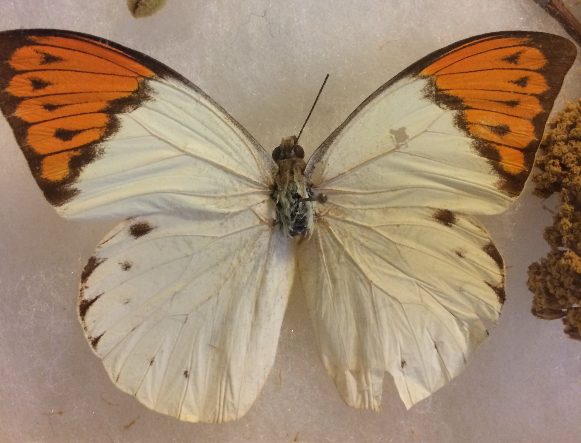 Butterfly Display