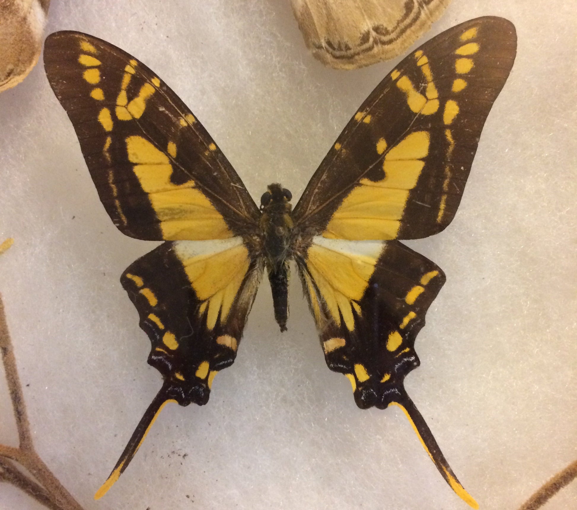 Butterfly Display