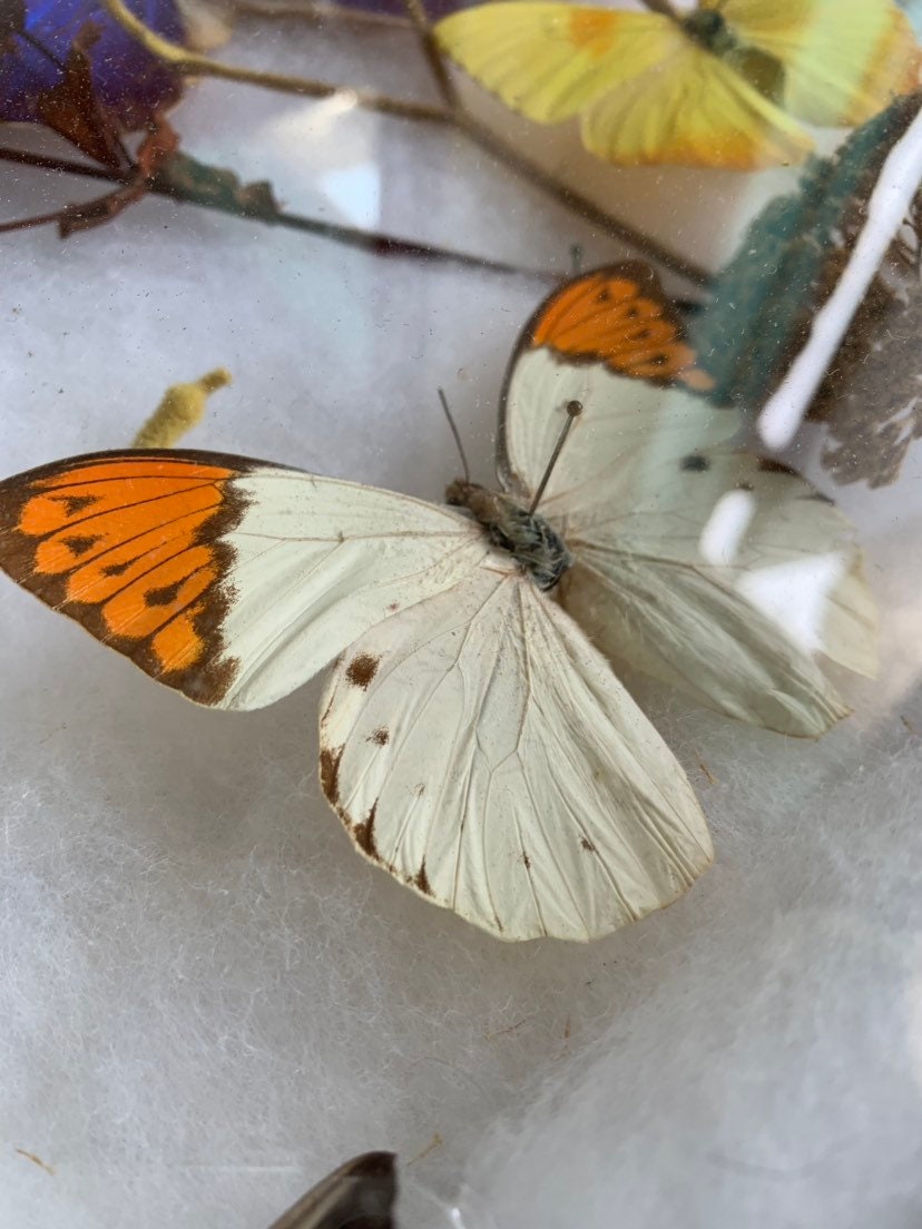 Butterfly Display