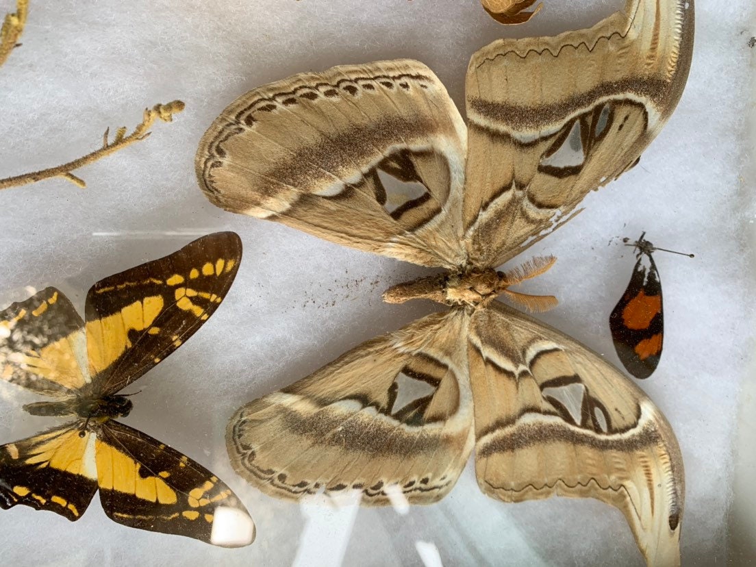 Butterfly Display