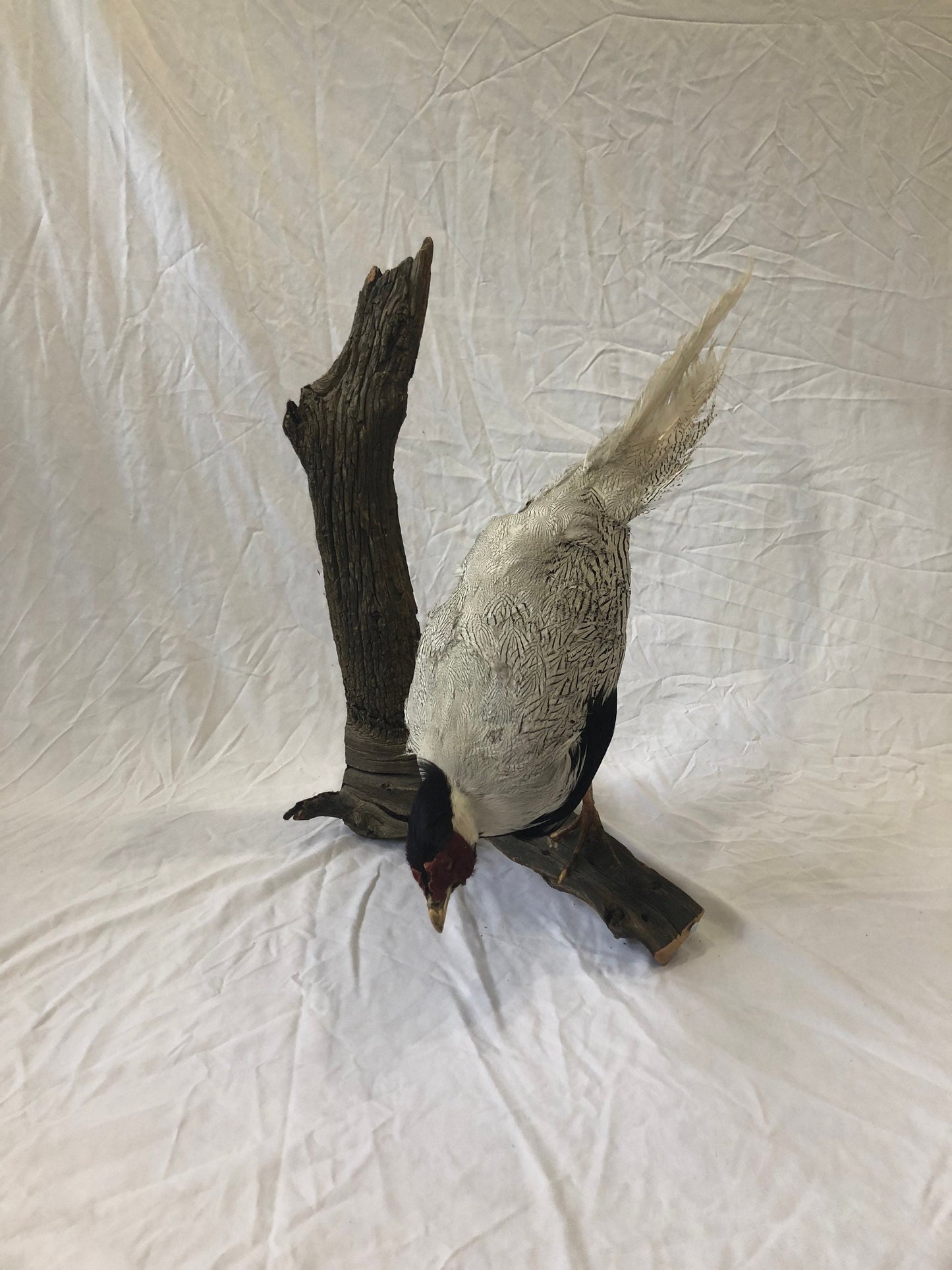 Taxidermy Silver Pheasant