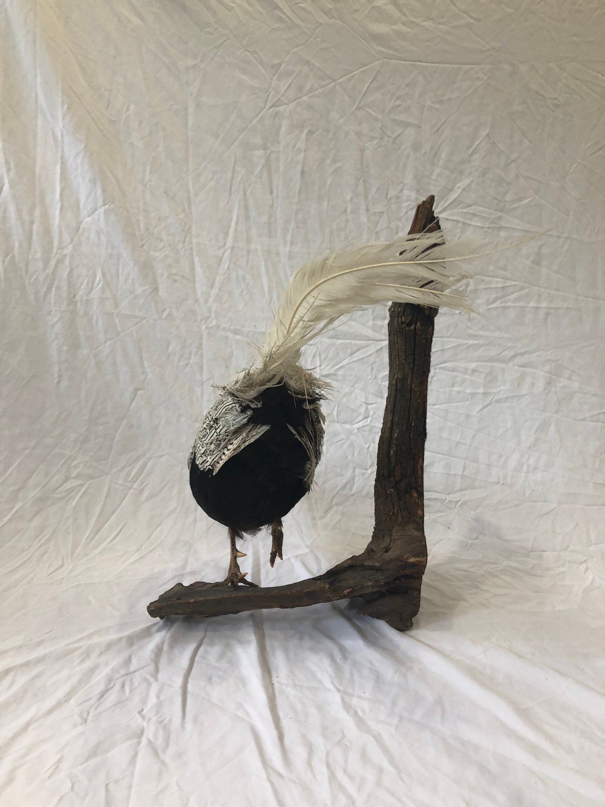 Taxidermy Silver Pheasant