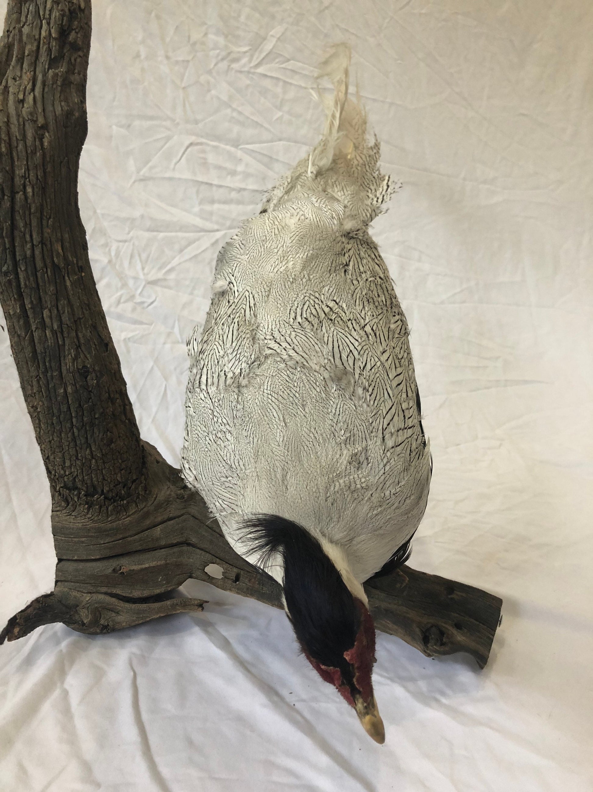 Taxidermy Silver Pheasant