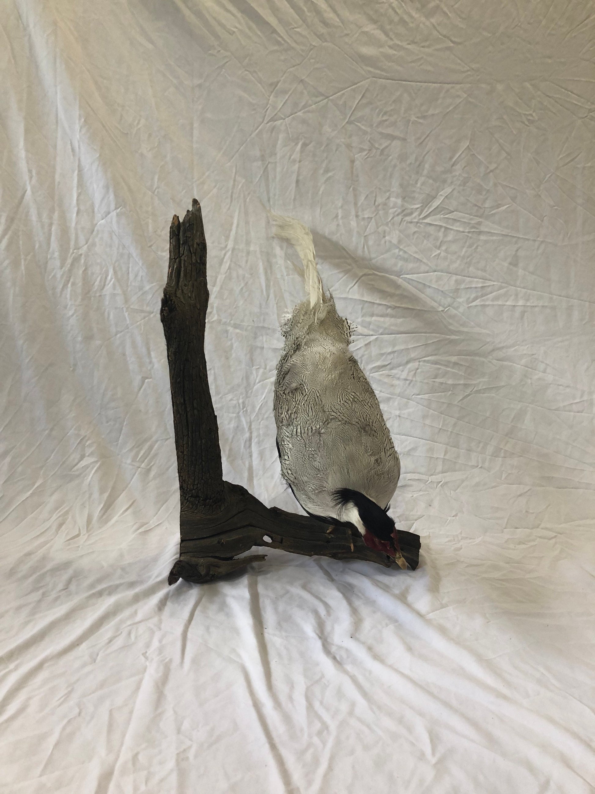 Taxidermy Silver Pheasant