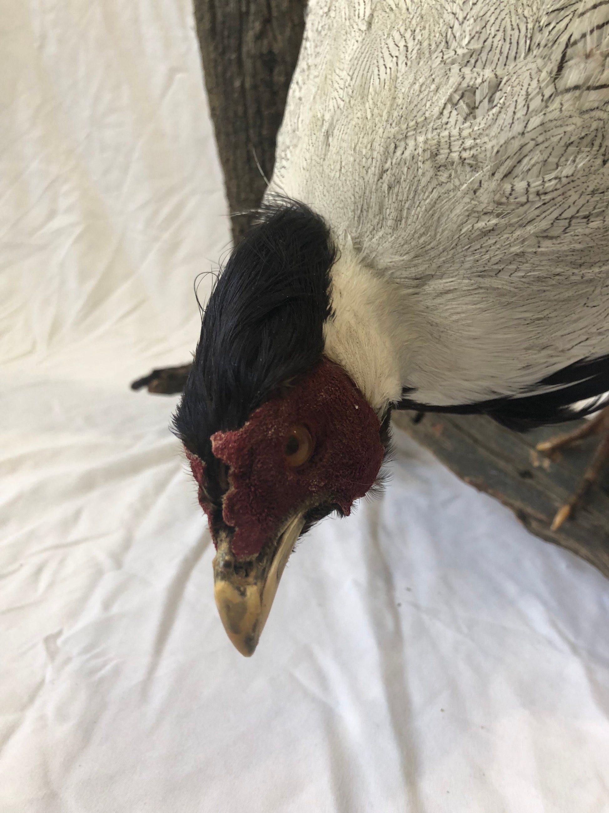 Taxidermy Silver Pheasant