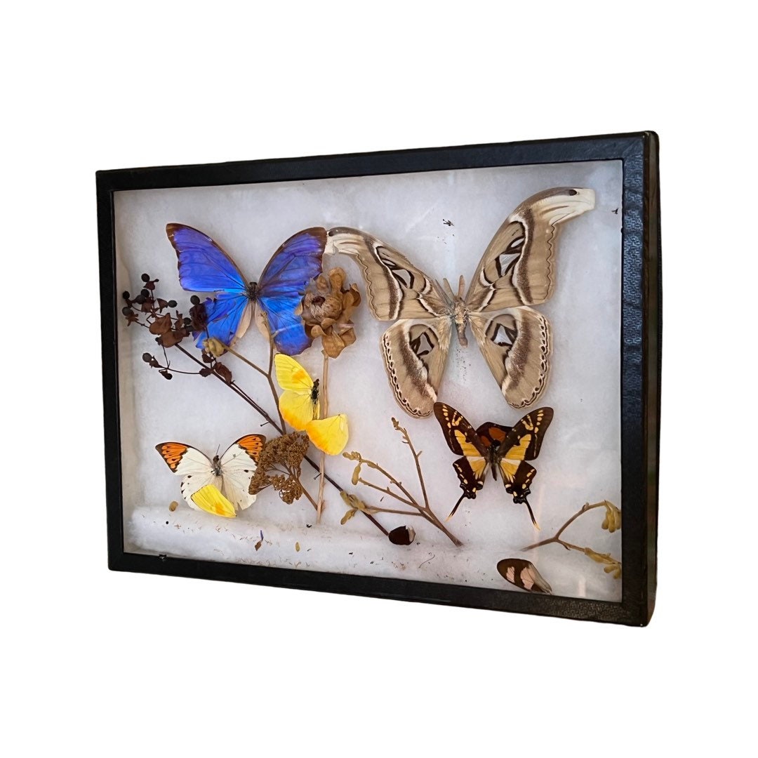 Butterfly Display – Collect