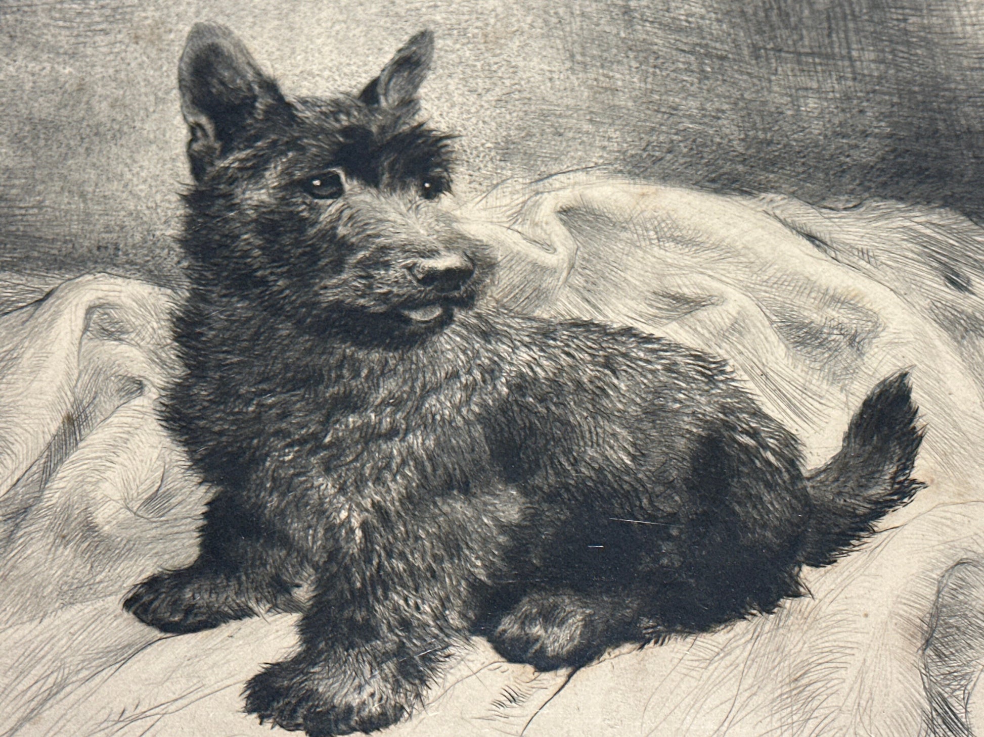 Puppy Pencil Sketch Art | Unframed | Home Decor