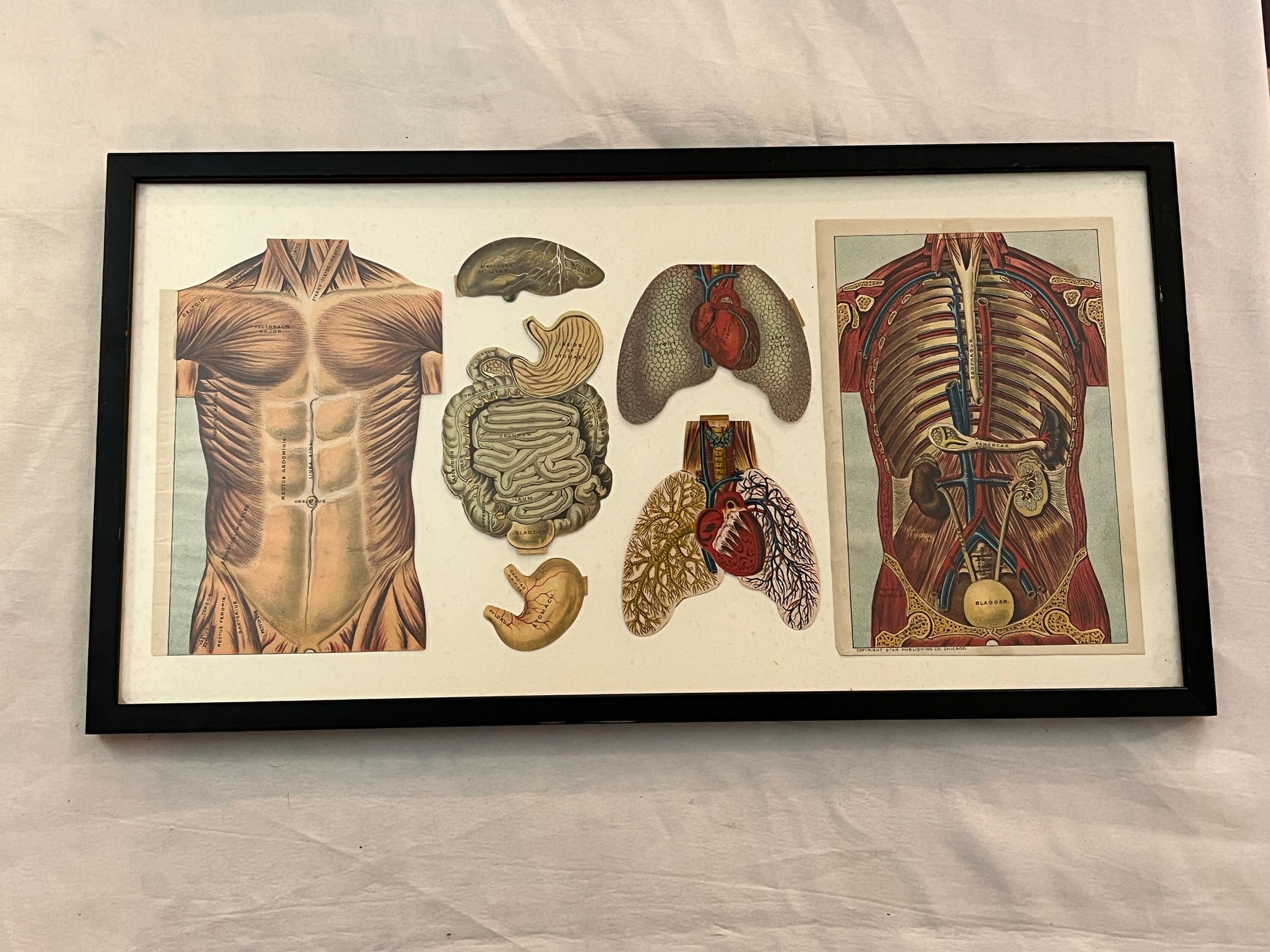 Vintage Framed Biology Stomach Lungs Print | International Reference Work | International Publishing Company | Home Decor