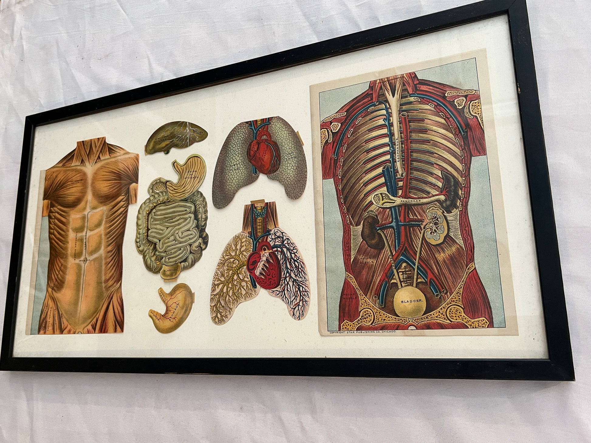 Vintage Framed Biology Stomach Lungs Print | International Reference Work | International Publishing Company | Home Decor