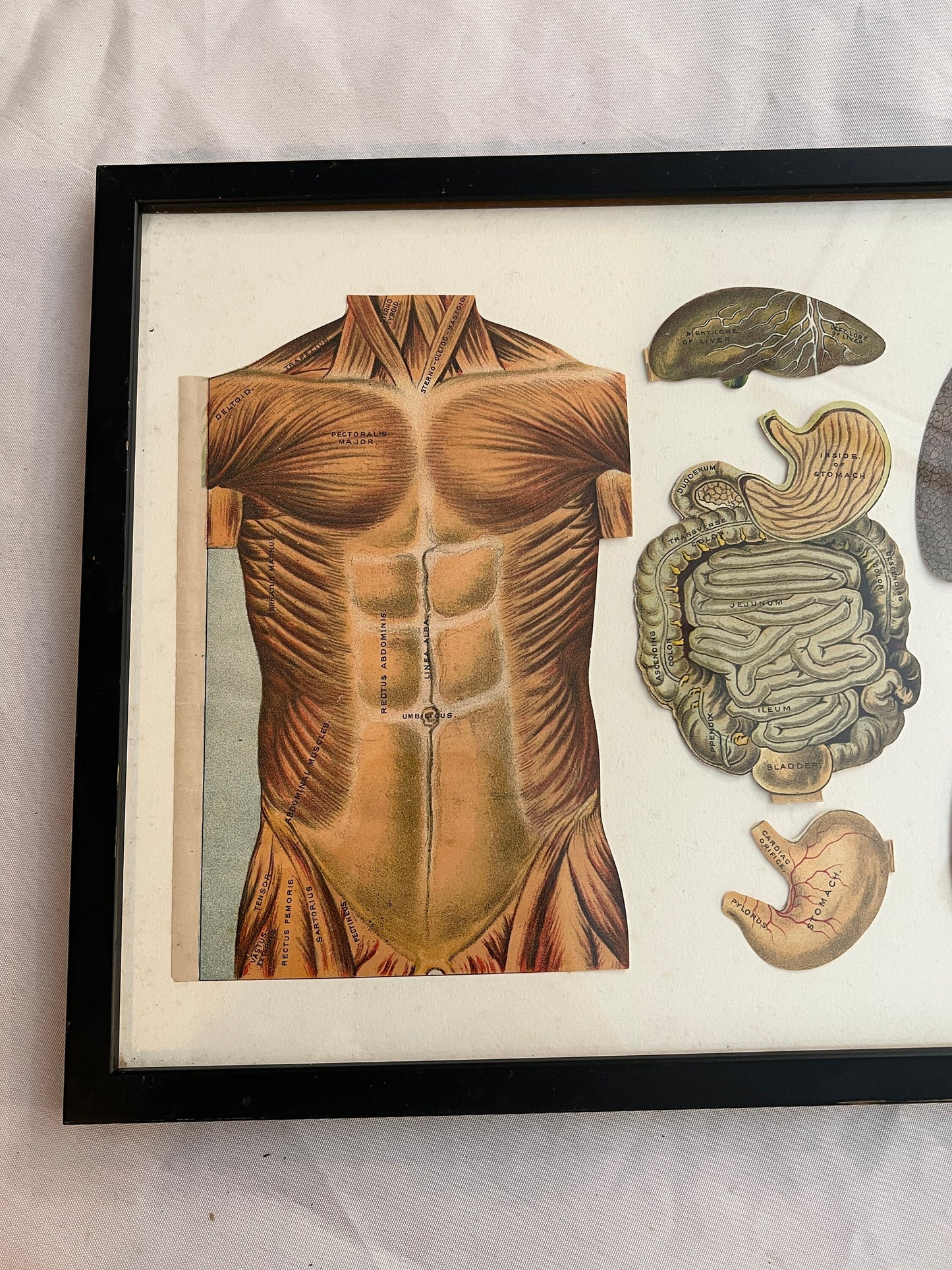 Vintage Framed Biology Stomach Lungs Print | International Reference Work | International Publishing Company | Home Decor