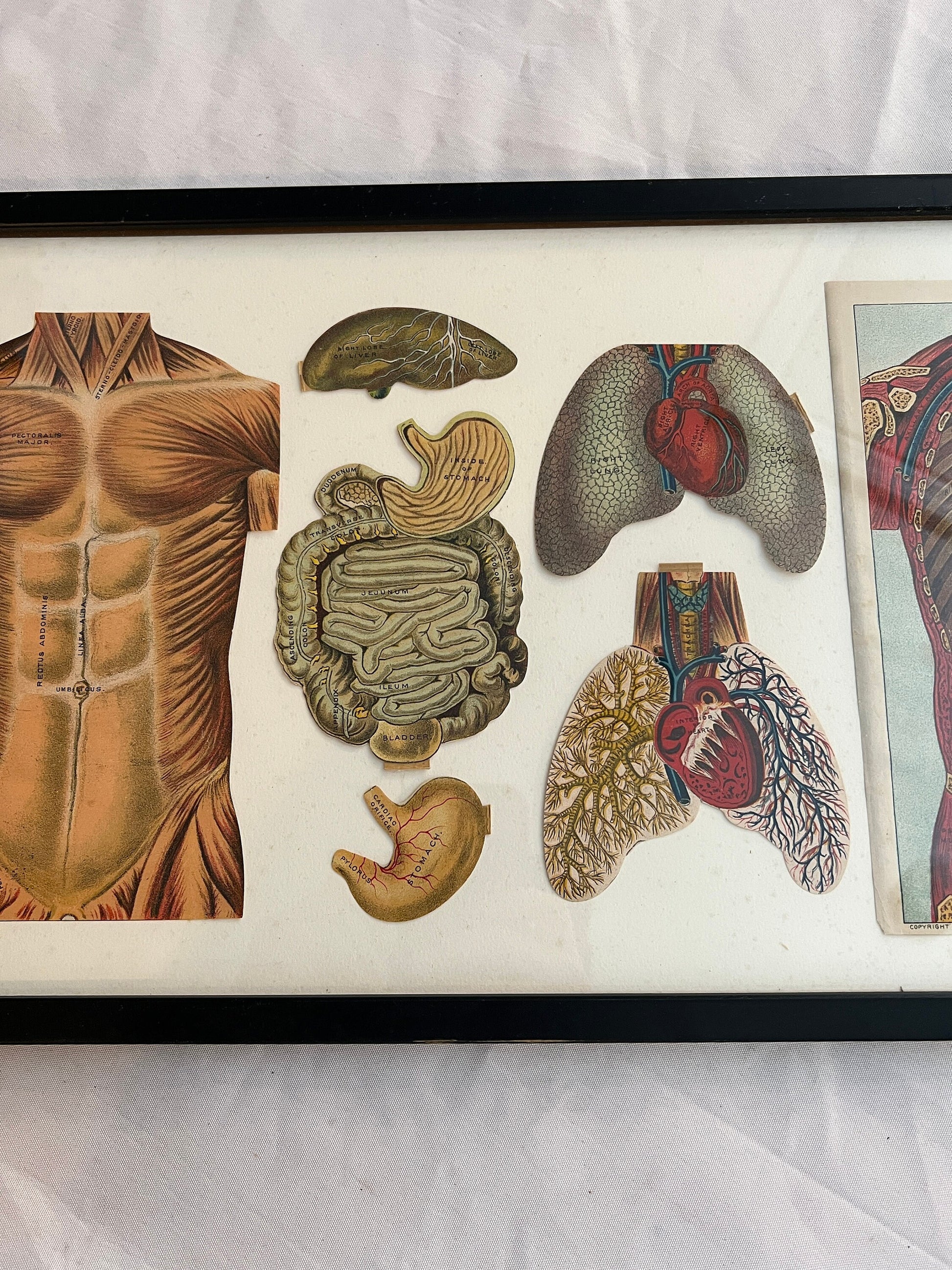 Vintage Framed Biology Stomach Lungs Print | International Reference Work | International Publishing Company | Home Decor