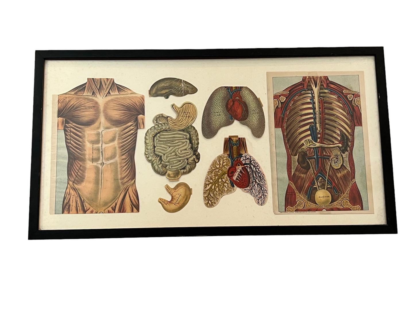 Vintage Framed Biology Stomach Lungs Print | International Reference Work | International Publishing Company | Home Decor