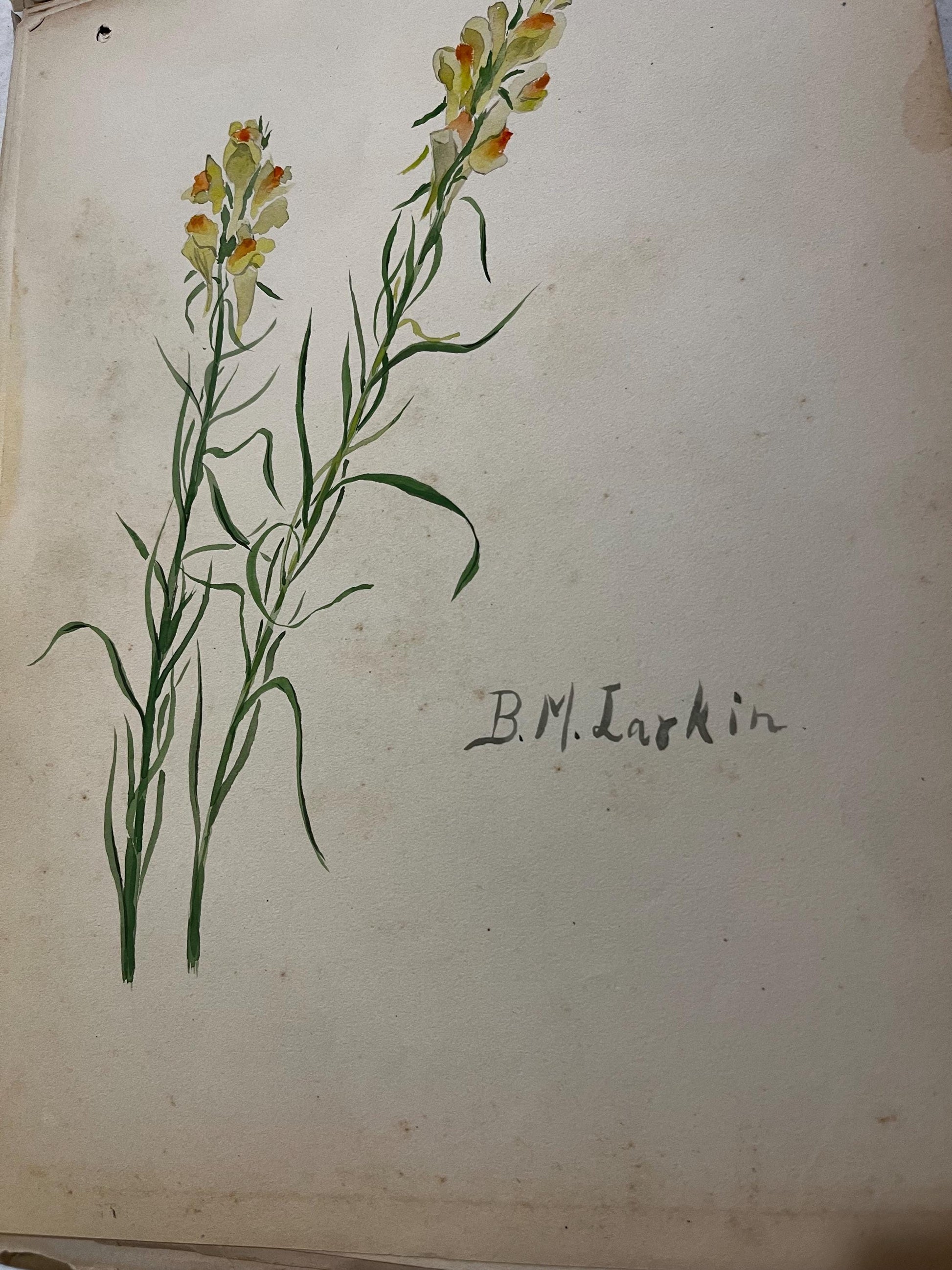 Antique 1900s Sketchbook of Animals and Plants by Bertha M. Larkin, Boston Museum of Fine Arts