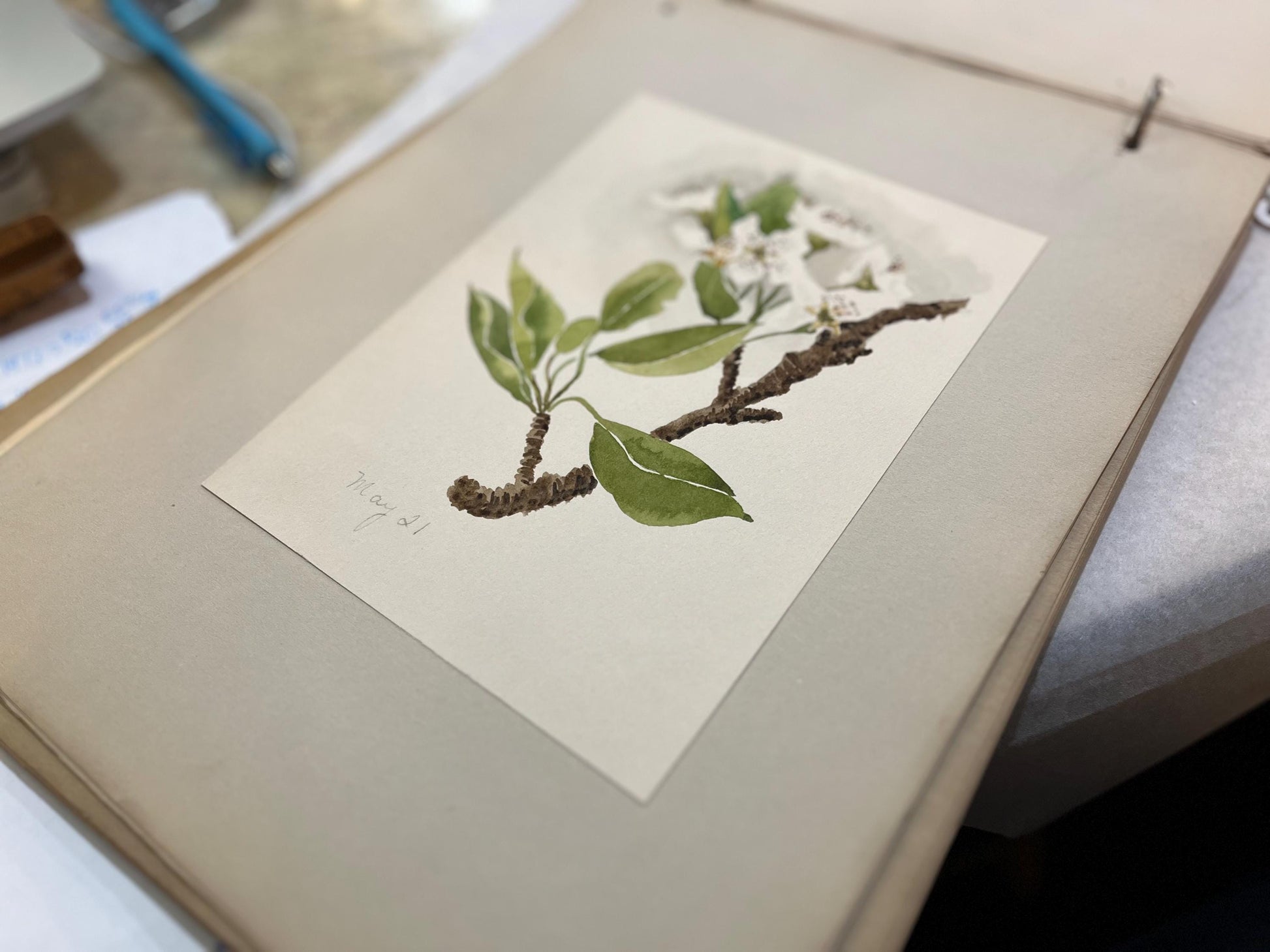 Antique 1900s Sketchbook of Animals and Plants by Bertha M. Larkin, Boston Museum of Fine Arts