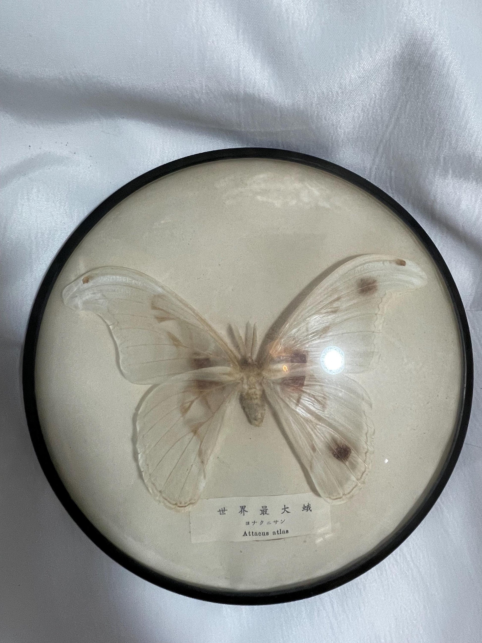 Vintage framed attacus atlas taxidermy moth speciman