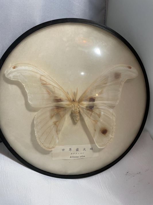 Vintage framed attacus atlas taxidermy moth speciman